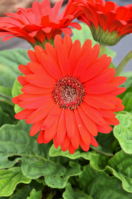 Bengal Red with Eye Gerbera Daisy (Gerbera 'Bengal Red with Eye') at Roger's Gardens