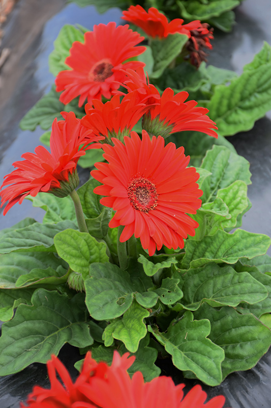 Bengal Red with Eye Gerbera Daisy (Gerbera 'Bengal Red with Eye') at Roger's Gardens