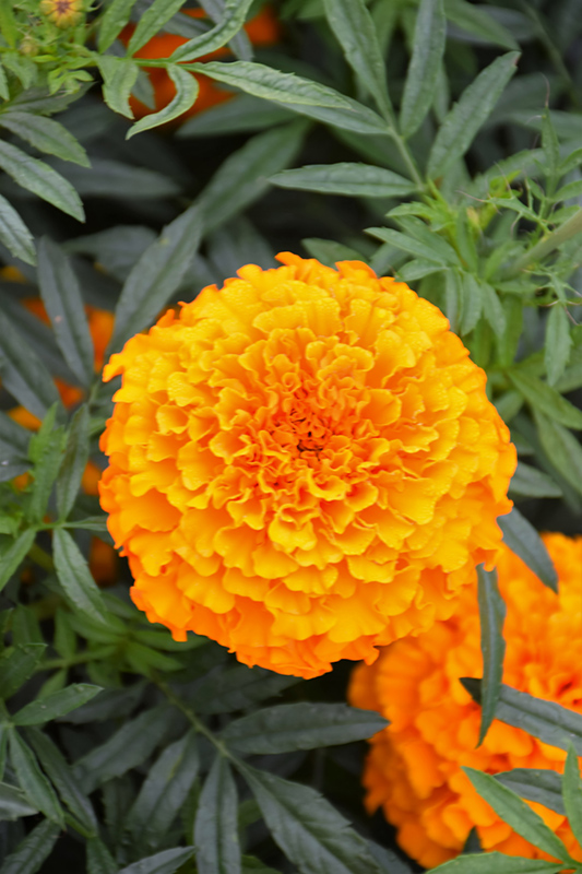 Lady Orange Marigold (Tagetes erecta 'Lady Orange') at Roger's Gardens