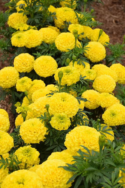 Marvel Yellow Marigold (Tagetes erecta 'Marvel Yellow') at Roger's Gardens