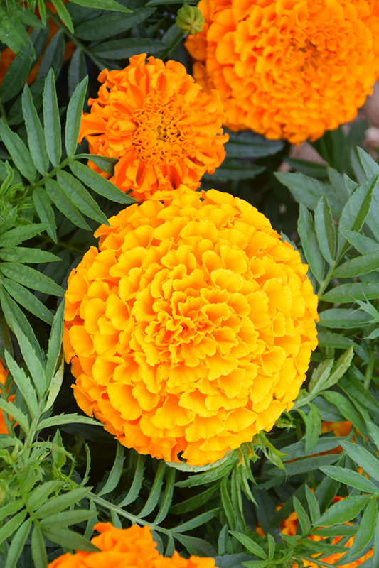 Taishan Orange Marigold (Tagetes erecta 'Taishan Orange') at Roger's Gardens