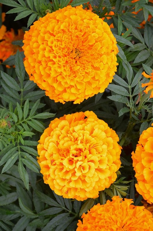 Proud Mari Orange Marigold (Tagetes erecta 'Proud Mari Orange') at Roger's Gardens