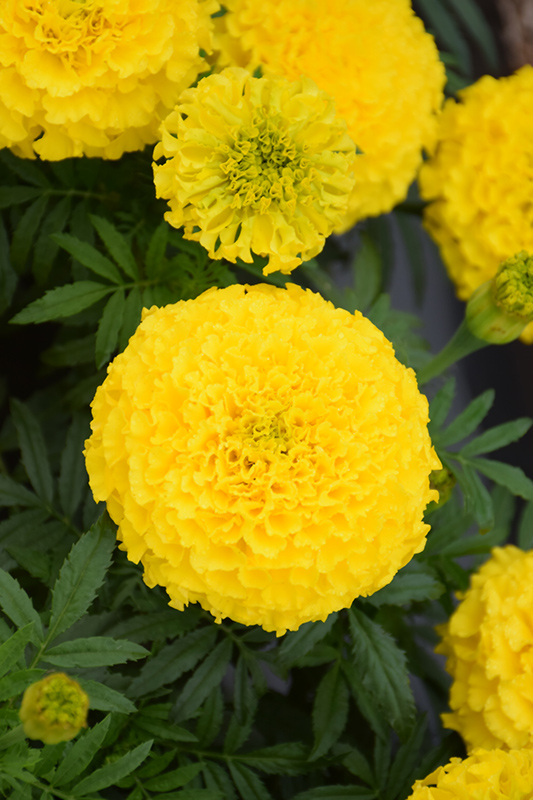 Proud Mari Yellow Marigold (Tagetes erecta 'Proud Mari Yellow') at Roger's Gardens