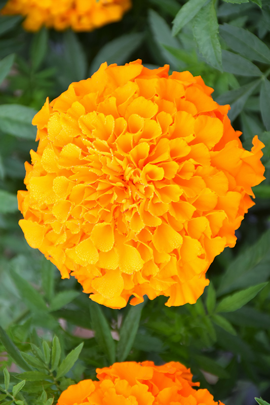 Perfection Orange Marigold (Tagetes erecta 'Perfection Orange') at Roger's Gardens