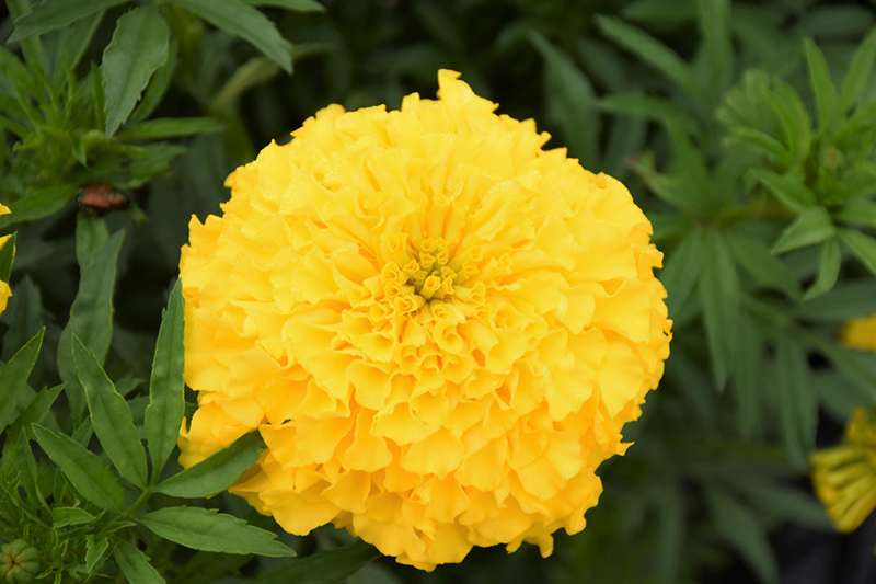 Perfection Yellow Marigold (Tagetes erecta 'Perfection Yellow') at Roger's Gardens