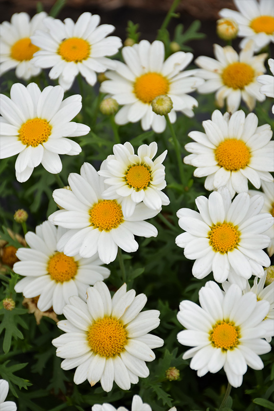 Pure White Butterfly Marguerite Daisy (Argyranthemum frutescens 'G14420') at Roger's Gardens