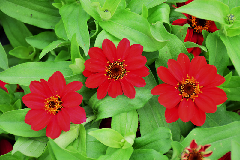 Zahara Raspberry Zinnia (Zinnia 'Zahara Raspberry') at Roger's Gardens