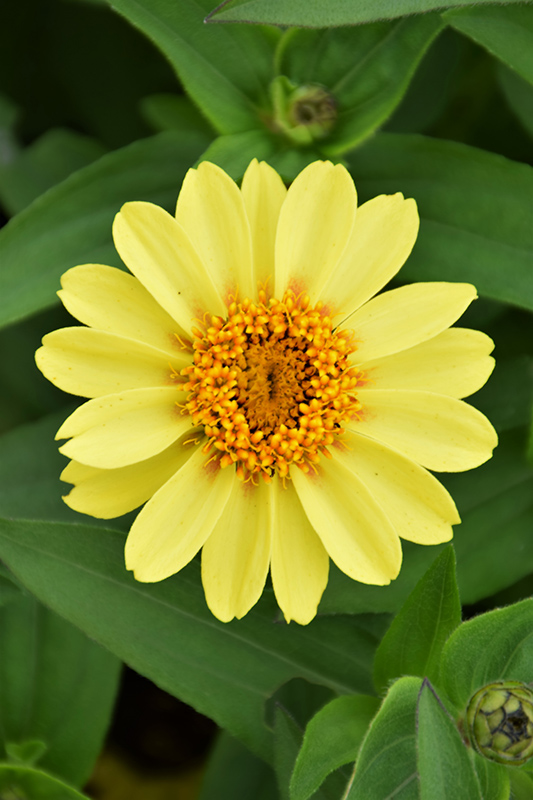 Zahara XL Yellow Zinnia (Zinnia 'Zahara XL Yellow') at Roger's Gardens