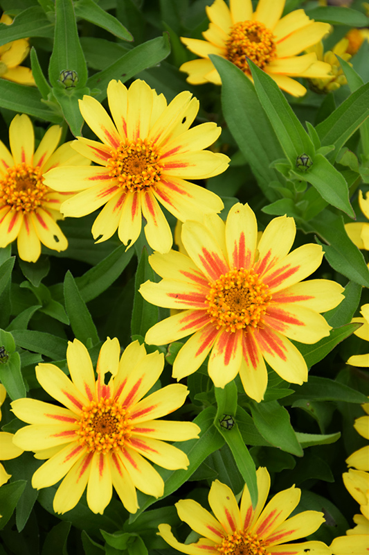 Profusion Yellow Zinnia (Zinnia 'Profusion Yellow') at Roger's Gardens