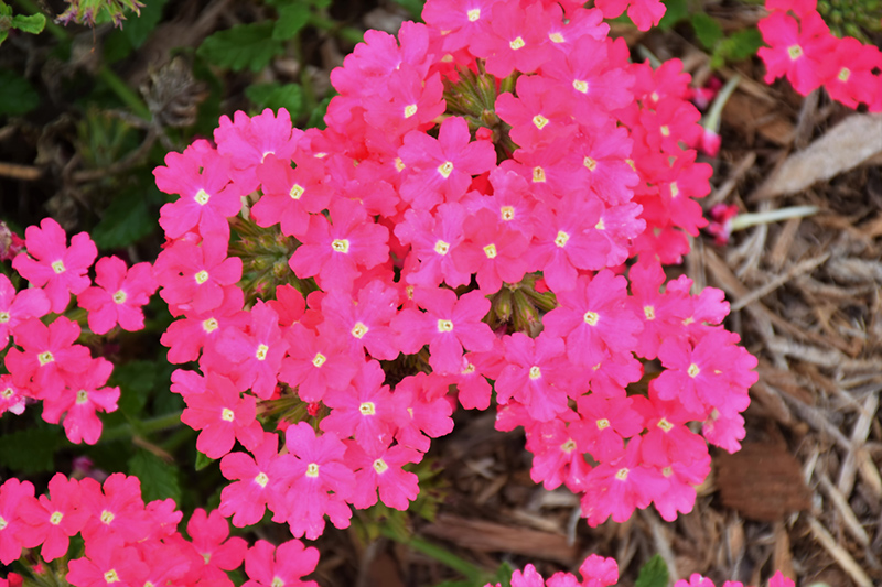 Lanai Deep Pink Verbena (Verbena 'Lanai Deep Pink') at Roger's Gardens