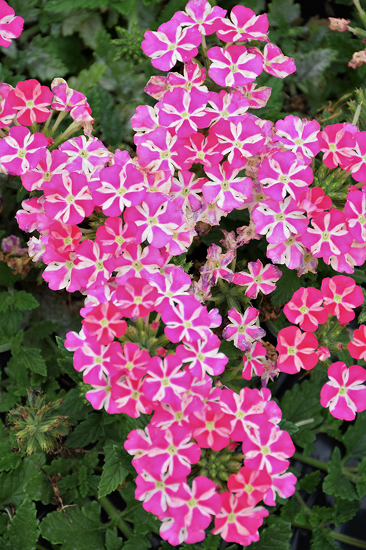 Voodoo Pink Star Verbena (Verbena 'Voodoo Pink Star') at Roger's Gardens