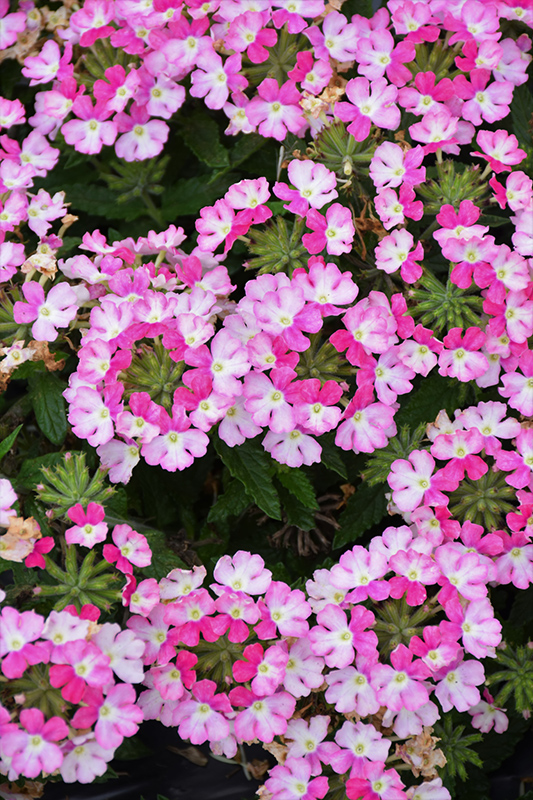 Vanessa Bicolor Pink Verbena (Verbena 'Vanessa Bicolor Pink') at Roger's Gardens