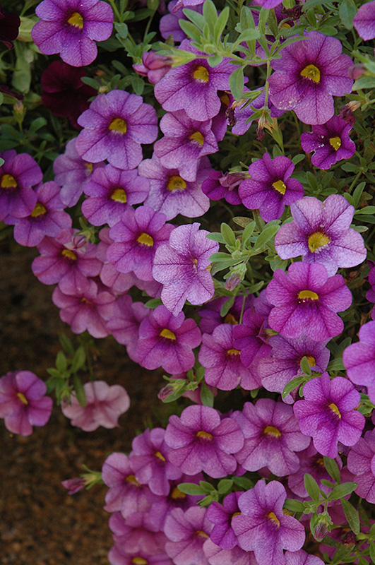 Aloha Purple Calibrachoa (Calibrachoa 'Aloha Purple') at Roger's Gardens