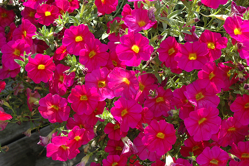 SuperCal Neon Rose Petchoa (Petchoa 'SuperCal Neon Rose') at Roger's Gardens