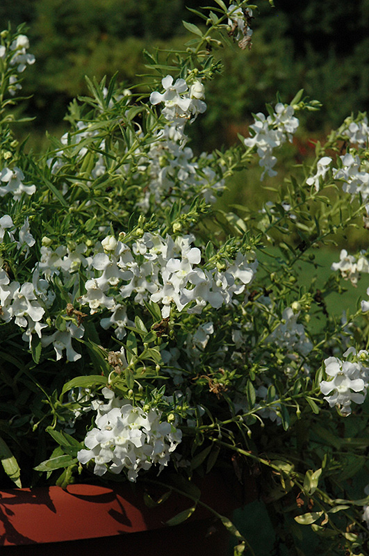 Carita Cascade White Angelonia (Angelonia angustifolia 'Carita Cascade White') at Roger's Gardens