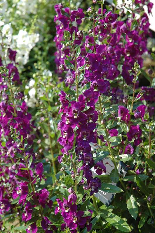 Adessa Purple Angelonia (Angelonia angustifolia 'Adessa Purple') at Roger's Gardens