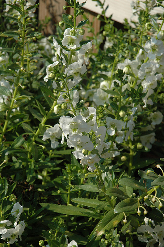 Adessa White Angelonia (Angelonia angustifolia 'Adessa White') at Roger's Gardens