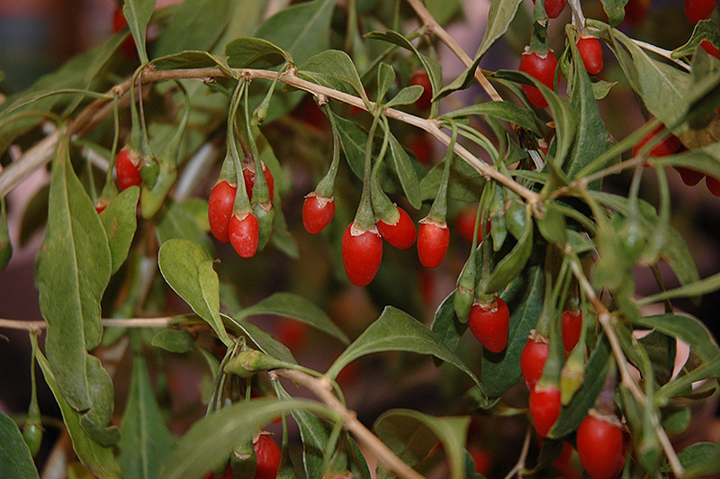 Sweet Lifeberry Goji Berry (Lycium barbarum 'SMNDSL') at Roger's Gardens
