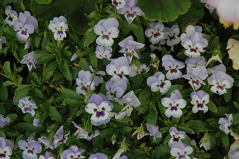 Shangri-La Marina Pansy (Viola cornuta 'Shangri-La Marina') at Roger's Gardens