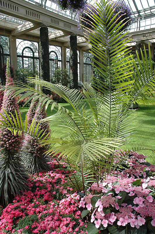 Majesty Palm (Ravenea rivularis) at Roger's Gardens