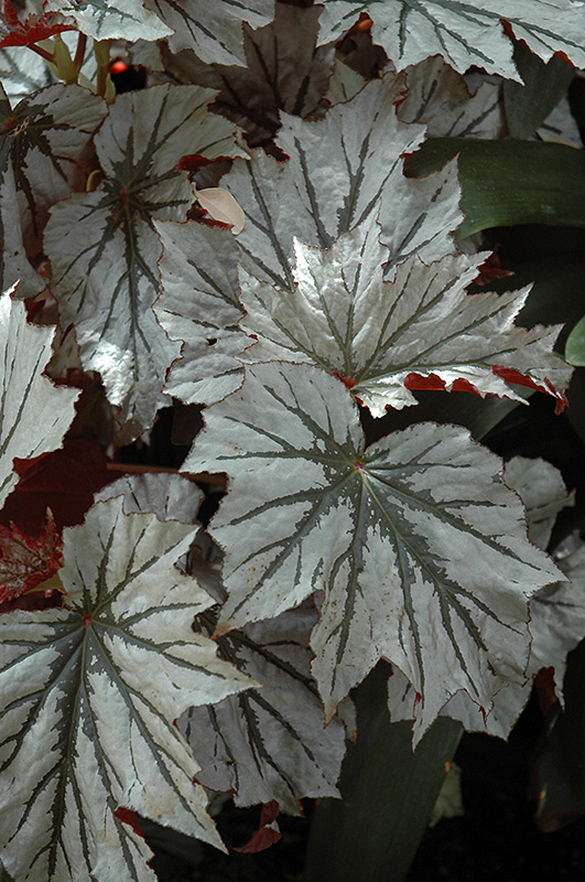 Looking Glass Begonia (Begonia 'Looking Glass') at Roger's Gardens