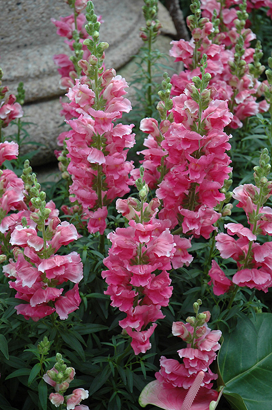 Liberty Classic Rose Pink Snapdragon (Antirrhinum majus 'Liberty Classic Rose Pink') at Roger's Gardens