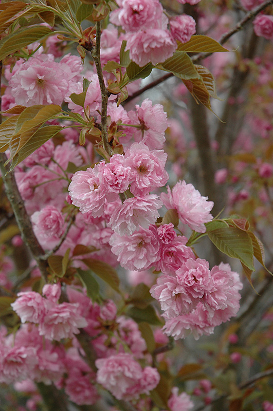 Sekiyama Flowering Cherry (Prunus serrulata 'Sekiyama') at Roger's Gardens