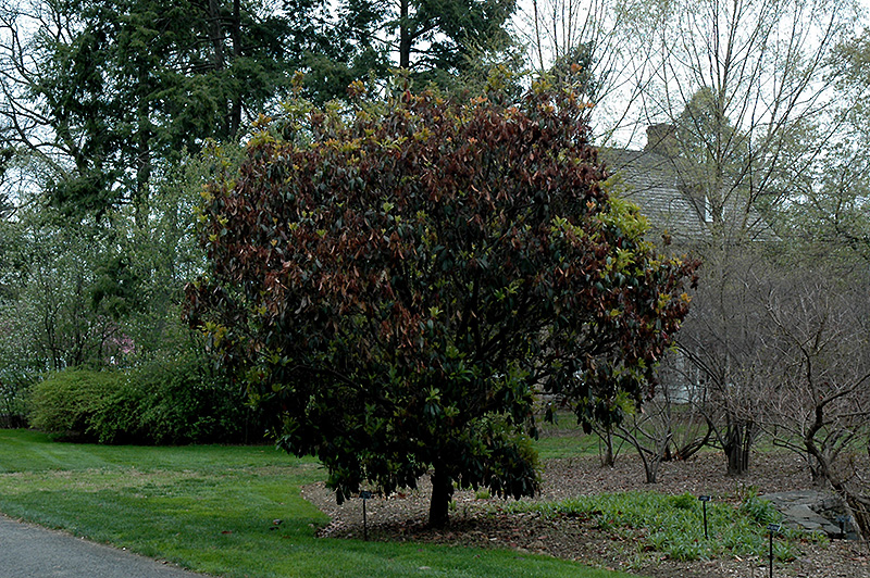 Chinese Photinia (Photinia serrulata) at Roger's Gardens