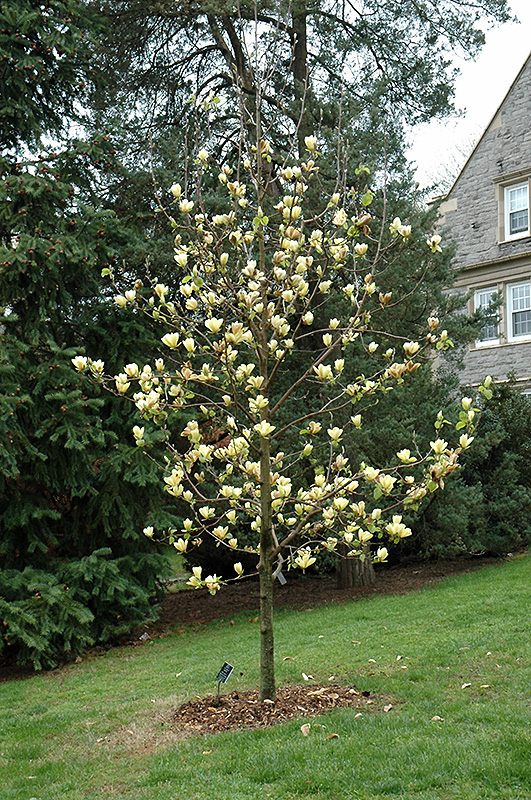 Golden Sun Magnolia (Magnolia 'Golden Sun') at Roger's Gardens
