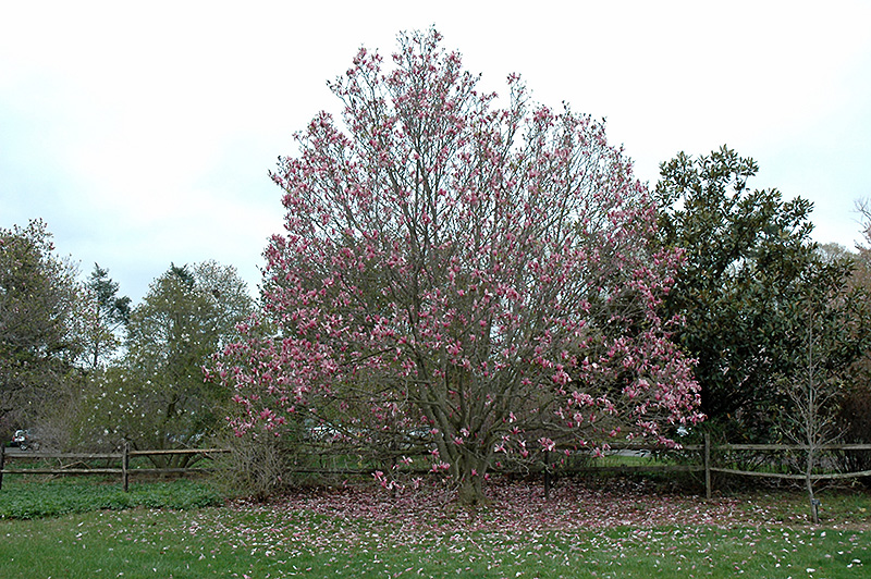 Galaxy Magnolia (Magnolia 'Galaxy') at Roger's Gardens