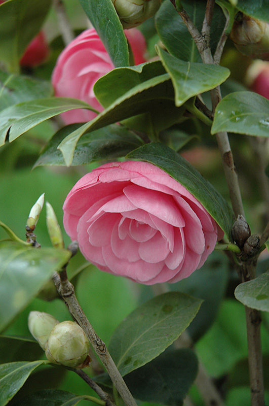 Pearl Maxwell Camellia (Camellia japonica 'Pearl Maxwell') at Roger's Gardens