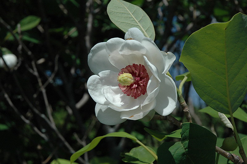 Oyama Magnolia (Magnolia sieboldii) at Roger's Gardens