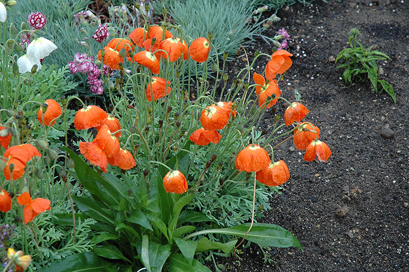 Summer Breeze Orange Poppy (Papaver 'Summer Breeze Orange') at Roger's Gardens
