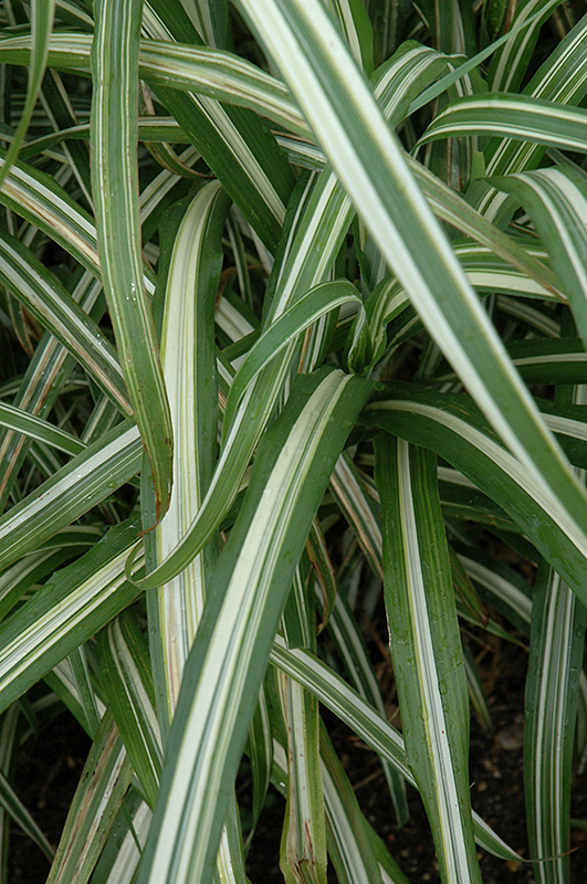 Cabaret Maiden Grass (Miscanthus sinensis 'Cabaret') at Roger's Gardens