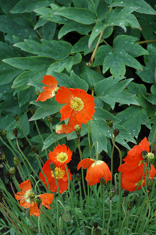 Summer Breeze Orange Poppy (Papaver 'Summer Breeze Orange') at Roger's Gardens