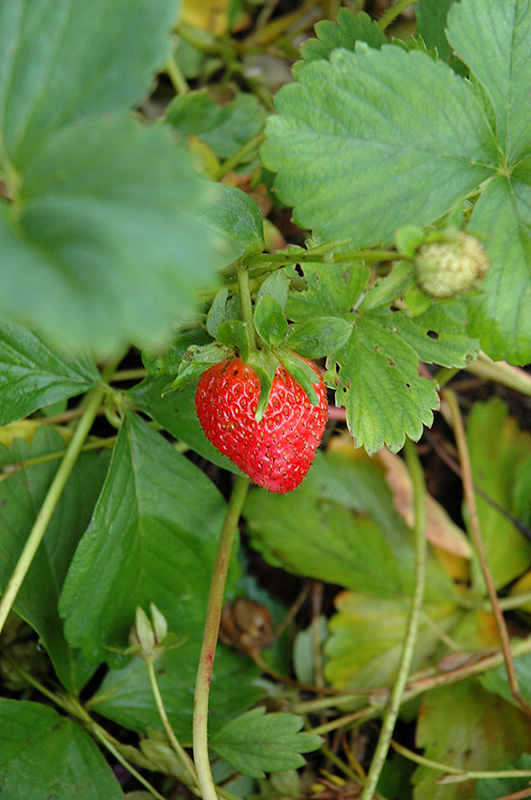 Eclair Strawberry (Fragaria 'Eclair') at Roger's Gardens