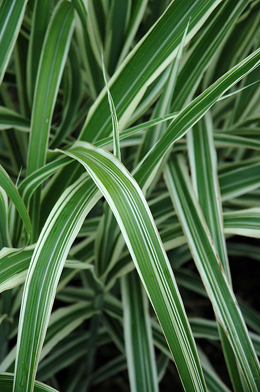 Cosmopolitan Maiden Grass (Miscanthus sinensis 'Cosmopolitan') at Roger's Gardens