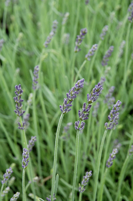 Silver Mist Lavender (Lavandula angustifolia 'Silver Mist') at Roger's Gardens