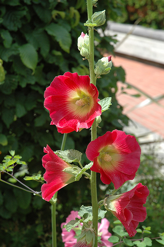 Red Riding Hood Hollyhock (Alcea rosea 'Red Riding Hood') at Roger's Gardens
