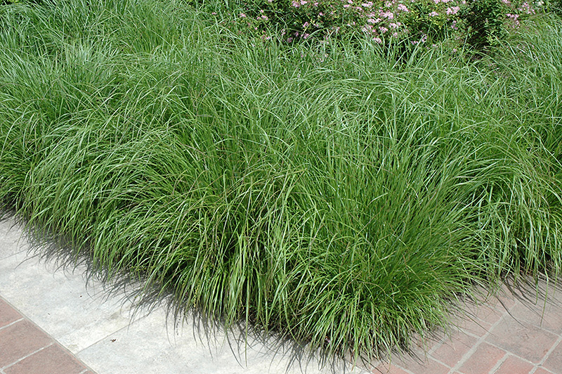 Fountain Grass (Pennisetum alopecuroides) at Roger's Gardens
