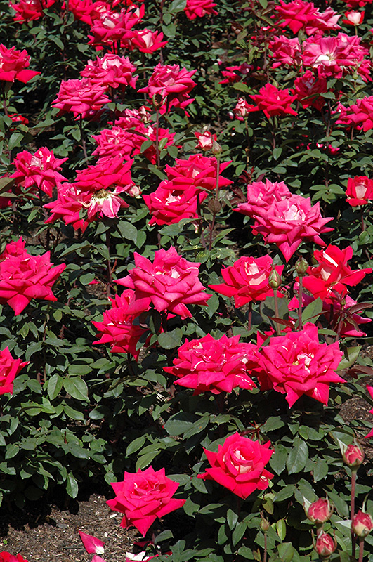 Love Rose (Rosa 'Love') at Roger's Gardens