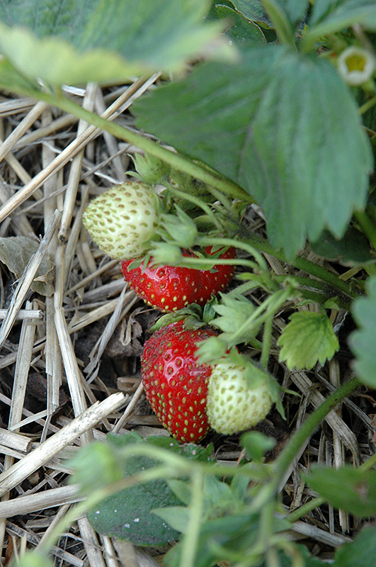 Quinault Strawberry (Fragaria 'Quinault') at Roger's Gardens