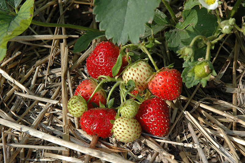 Everbearing Strawberry (Fragaria 'Everbearing') at Roger's Gardens