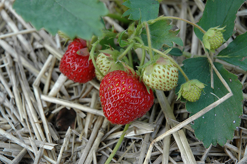 Everest Strawberry (Fragaria 'Everest') at Roger's Gardens