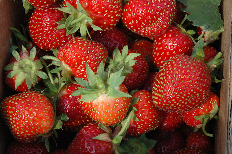 Allstar Strawberry (Fragaria 'Allstar') at Roger's Gardens