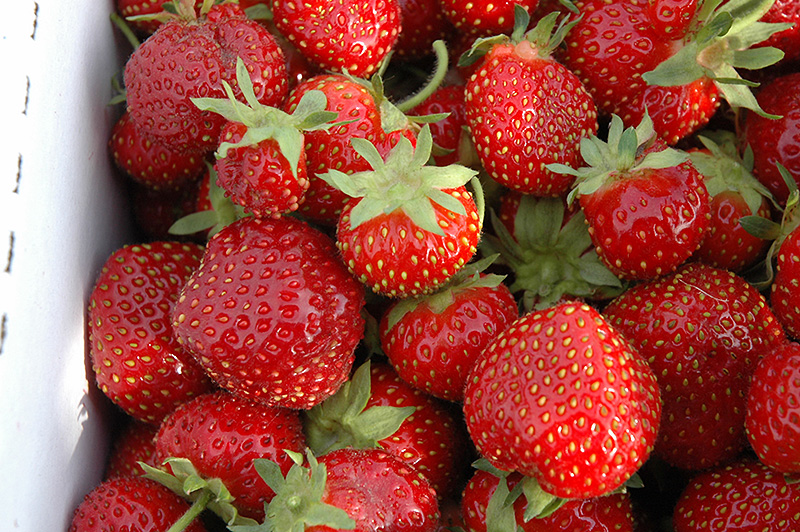 Seascape Strawberry (Fragaria 'Seascape') at Roger's Gardens