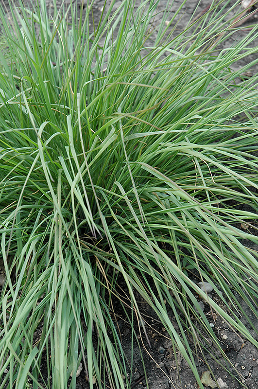 Savannah Ruby Grass (Melinis nerviglumis 'Savannah') at Roger's Gardens
