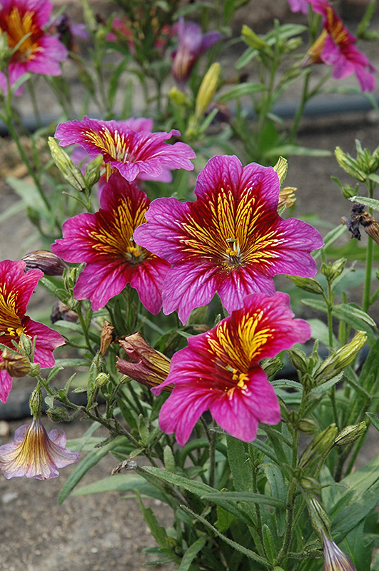 Royale Purple Bicolor Stained Glass Flower (Salpiglossis sinuata 'Royale Purple Bicolor') at Roger's Gardens