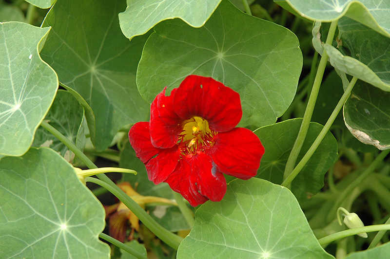 Crimson Emperor Nasturtium (Tropaeolum majus 'Crimson Emperor') at Roger's Gardens