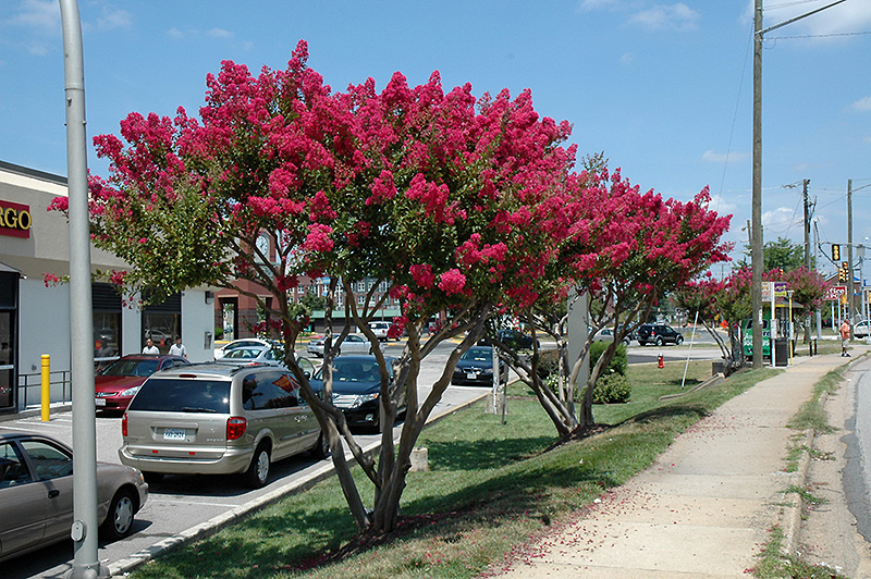 Tuskegee Crapemyrtle (Lagerstroemia 'Tuskegee') at Roger's Gardens